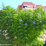 Jacaranda mimosifolia en flor, 2º floración a finales del verano.
