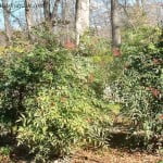 Nandina con frutos rojos en invierno. copia Nandina con frutos rojos en invierno.