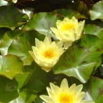 Nelumbo-Flor de loto, florecido en verano.
