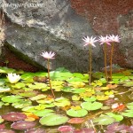 Nenúfares en flor, en verano.