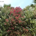 Nerium oleander-Adelfa, en macizo, florecidas en pleno verano.