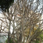 Parrotia persica en invierno, un majestuoso porte. Parrotia persica en invierno, un majestuoso porte.