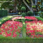 Parterres con Petunias rojas y ejemplar destacado en arte topiario.