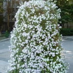 Petunias blancas, en verano.