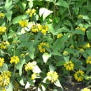 Phlomis fruticosa-Salvia de Jerusalén/amarilla-Orejas de burro/liebre