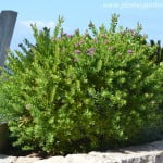 Polygala, florecido a finales de la primavera. Polygala myrtifolia, floración continua