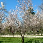 Prunus dulcis-Almendros, de flores blancas, a finales del invierno. Prunus dulcis-Almendros, de flores blancas, a finales del invierno.