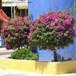 Santa rita podada en arbolito.