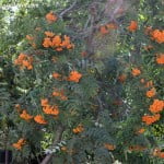 Sorbus aucuparia con bayas naranjas en la planta a comienzos del verano.