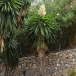 Yuca en flor, en verano
