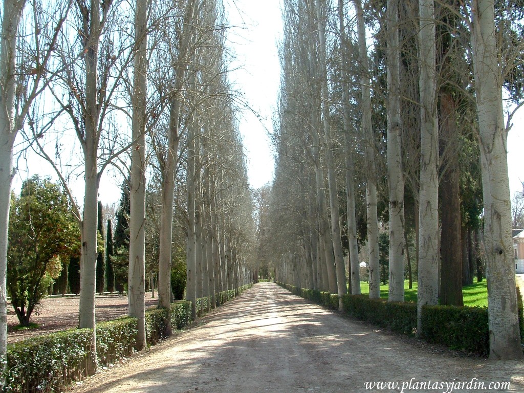 camino secundario con Betula pendula-Abedul