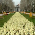 macizo de plantines de estaciòn, Coles en el invierno macizo de plantines de estaciòn, Coles en el invierno