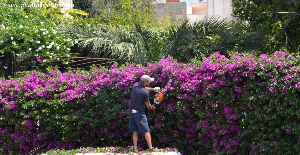 poda con sierra eléctrica de un cerco de Santa rita-Bougainvillea.