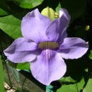 Thunbergia grandiflora, la Bignonia azul