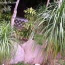 Beaucarnea recurvata-Nolina recurvata-Pata de elefante