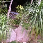 Beaucarnea recurvata-Nolina-Pata de elefante. Beaucarnea recurvata-Nolina-Pata de elefante.