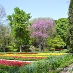 Cercis siliquastrum florecido en primavera & parterres de Tulipanes. copia colección de Tulipanes, cultivados en parterres florales, a comienzos de la primavera.
