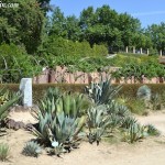 Colección de Cactus & Suculentas con el camino de pérgola cubierta por viñas detrás. copia Colección de Cactus & Suculentas con el camino de pérgola cubierta por viñas detrás.