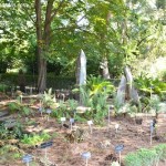 Colección de Helechos & Cycas en el Real Jardín Botánico. Colección de Helechos & Cycas en el Real Jardín Botánico.