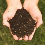 Compost. Foto: Wikipedia. Compost. Foto: Wikipedia.