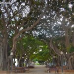 Ficus elastica-Gomero, cultivados en alineaciones en paseo público. alineación de Ficus elastica-Gomero, en paseo público.