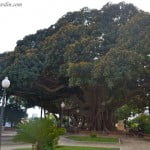 Ficus elastica centenario en Alicante. Ficus elastica centenario en Alicante.