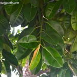 Ficus elastica detalle de grandes y coriáceas hojas. copia Ficus elastica detalle de grandes y coriáceas hojas.