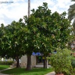 Ficus elastica en la 1º línea del mar. copia Ficus elastica en la 1º línea del mar.