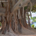 Ficus elastica, raíces aéreas añosas. Ficus elastica, raíces aéreas añosas, unificándose al tallo.