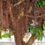 Ficus elastica, raíces aéreas. copia Ficus elastica, raíces aéreas.
