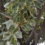 Ficus elastica variegata, detalle follaje. copia Ficus elastica "Variegata" detalle follaje.