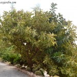 Ficus elastica variegata. Ficus elastica "Variegata".
