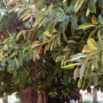 Ficus elástica-Ficus del caucho Ficus elastica-Ficus del caucho