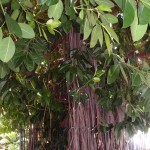 Ficus elástica, raíces aéras. Ficus elastica, raíces aéras.