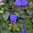 Ipomoea purpurea-Don Diego de día-Campanilla morada