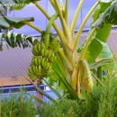 Musa sp.-Bananero-Platanero