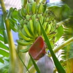 Musa sp. con bananas en la planta en verano.
