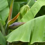 capullos florales envueltos en grandes brácteas púrpuras que arrancan del extremo en el extremo del tallo.