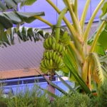 Musa sp. grande y larga espata de porte pendular, con frutos.