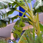 Musa sp. pueden contener hasta 200 bananas.