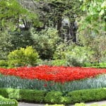 Paeonia lactiflora "Argentine" florecida en primavera. copia colección de Paeonias.