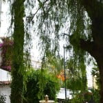 Patios junto al mar, Phoenix, Hiedra, Bougainvillea y Schinus. copia Patios junto al mar, Phoenix, Hiedra, Bougainvillea y Schinus.