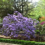 Rhododendron luteum, nativo del Sudoeste de China. copia colección de Rhododendros.