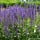 Salvia x sylvestris “Mainacht”