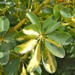 Schefflera-Aralia, detalle de follaje.