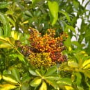 Schefflera arboricola-Aralia
