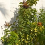 Schefflera cultivada en jardín de clima cálido.