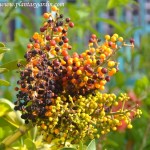 Schefflera, frutos naranjas y púrpuras en verano.