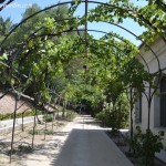 camino bajo una pérgola cubierta con diferentes tipos de uvas. camino bajo una pérgola cubierta con diferentes tipos de uvas.