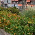 jardines junto al mar, Lantana camara y Cortaderia. copia jardines junto al mar, Lantana camara y Cortaderia.